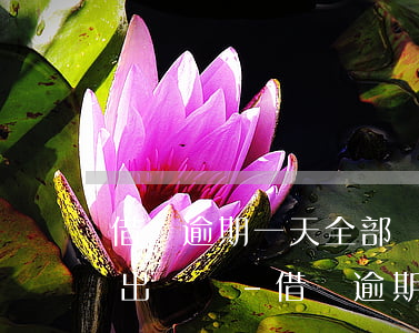 借唄逾期一天全部還進(jìn)去,還借的出來嗎-借唄逾期一天全部還進(jìn)去,還借的出來嗎會怎么樣