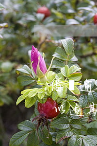 借唄逾期一天問(wèn)題不大吧(借唄可以逾期多久?借唄逾期一天會(huì)怎么樣(2))