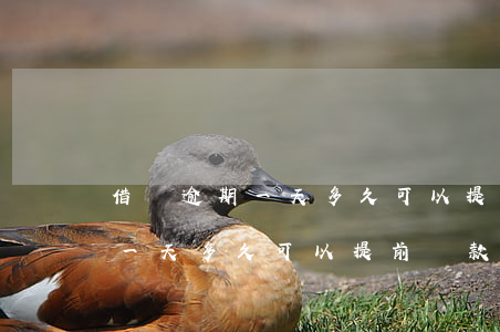 借唄逾期一天多久可以提前還款-借唄逾期一天多久可以提前還款啊