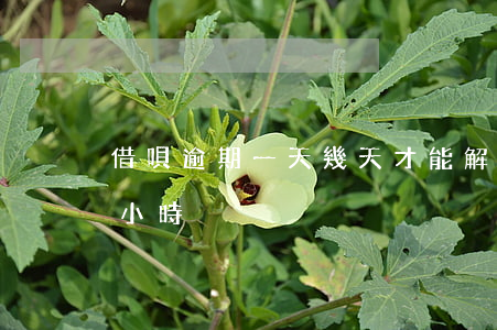 借唄逾期一天幾天才能解開(借唄逾期一個多小時)