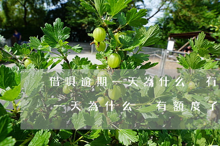 借唄逾期一天為什么沒有額度了-借唄逾期一天為什么沒有額度了呢