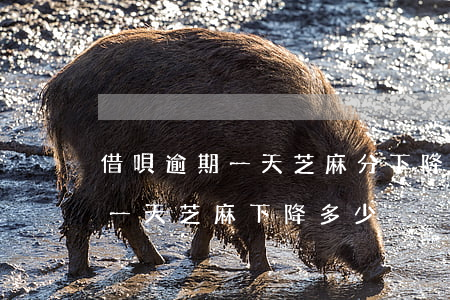 借唄逾期一天芝麻分下降了五分-借唄逾期一天芝麻下降多少