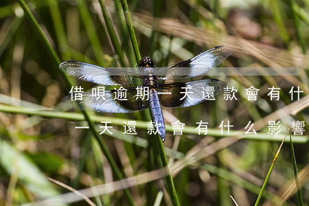 借唄逾期一天還款會有什么影響-借唄逾期一天還款會有什么影響嗎