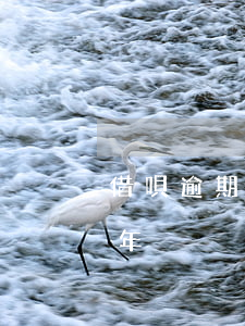 借唄逾期一年了 怎么還本金（借唄 金條逾期一年）