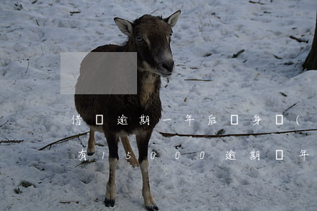 借唄逾期一年后親身經(jīng)歷(借唄有15000逾期兩年怎么辦)