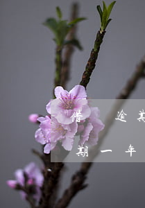 借唄逾期一年多了還能二次分期嗎-借唄逾期一年多了還能二次分期嗎怎么辦