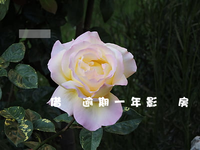 借唄逾期一年影響房貸嗎