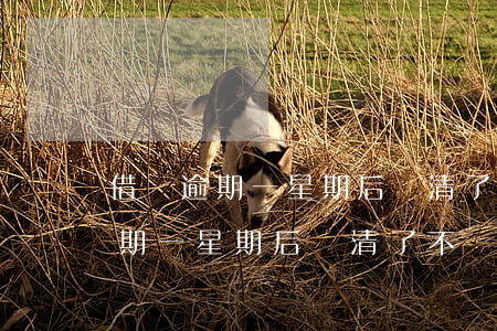 借唄逾期一星期后還清了不給開通-借唄逾期一星期后還清了不給開通會怎么樣