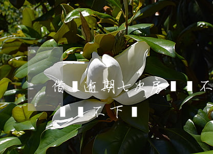 借唄逾期七次房貸貸不下來(借唄逾期七次房貸貸不下來)