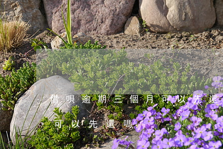 借唄逾期三個月可以先還嗎(借唄逾期三個月可以先還嗎)