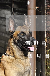 借唄逾期三個月怎樣催收(支付寶借唄逾期三個月會去家里催收嗎?)