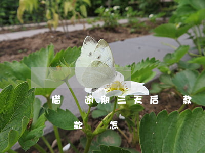 借唄逾期三天后還款會怎樣(借唄逾期三天后還款會怎樣)
