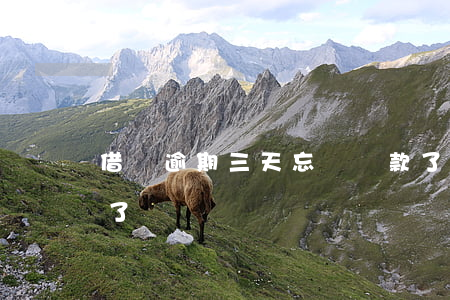 借唄逾期三天忘記還款了(借唄逾期5天后還了)