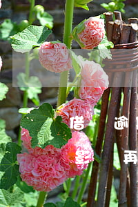 借唄逾期三天會有什么影響(借唄逾期三天會影響再次借款)