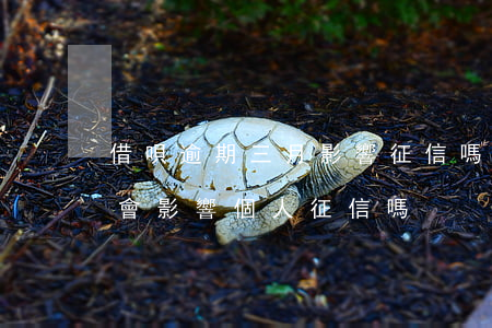 借唄逾期三月影響征信嗎(螞蟻借唄逾期三天會影響個人征信嗎?)