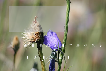 借唄逾期上傳了征信怎么辦(支付寶借唄逾期會上傳征信嗎)
