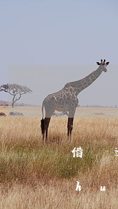 借唄逾期上征信還款了會(huì)不會(huì)撤銷(xiāo)-借唄逾期上征信還款了會(huì)不會(huì)撤銷(xiāo)征信