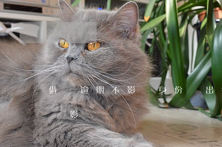借唄逾期不影響身份證出行(身份證過期了借唄影響)