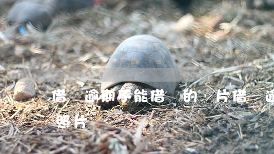 借唄逾期不能借錢的圖片(借唄逾期借不出來照片)