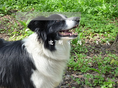 借唄逾期不超過5天