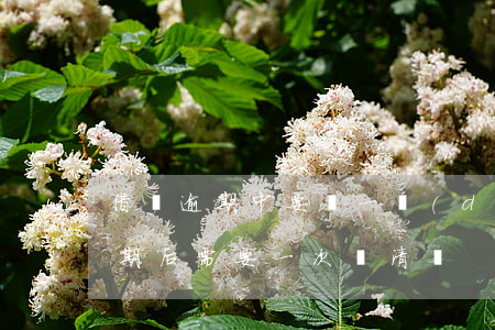 借唄逾期中要還一點(diǎn)嗎(借唄逾期后需要一次還清嗎)