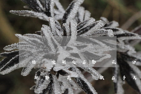借唄逾期之后影響花唄分期賬單嗎-借唄逾期影響花唄,還款后多久可以使用