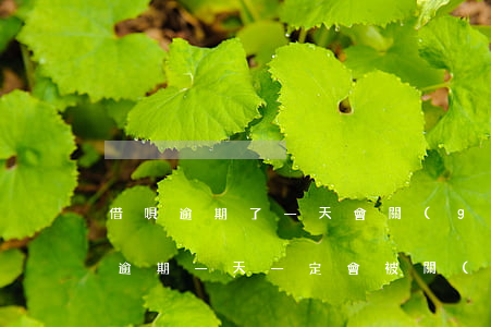 借唄逾期了一天會關(guān)停嗎(借唄逾期一天一定會被關(guān)閉嗎)