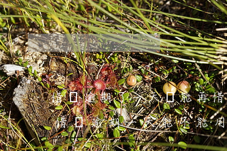 借唄逾期了一天還能再借出錢(qián)（借唄逾期一天能不能用）