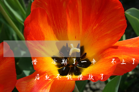 借唄逾期了一年還不上了(借唄逾期一天,還款后就不能借款了嗎)