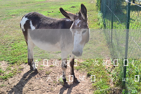 借唄逾期了一次就給關(guān)了(逾期一天借唄被關(guān)閉)