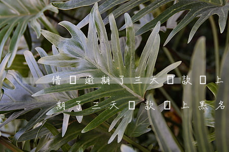借唄逾期了三天還款會上黑名單嗎-借唄逾期了三天還款會上黑名單嗎怎么辦
