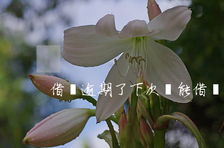 借唄逾期了下次還能借嗎