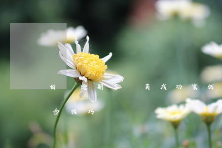 借唄逾期了協商成功案例(借唄逾期協商還本金技巧)