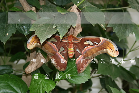 借唄逾期了可以先還本金嗎(借唄逾期了必須還全款嗎)