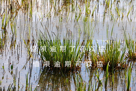 借唄逾期了可以協(xié)商二次還款嗎(借唄逾期可以協(xié)商還本嗎)