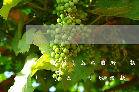 借唄逾期了怎么自助還款(借唄逾期還進(jìn)去還可以借款嗎?)