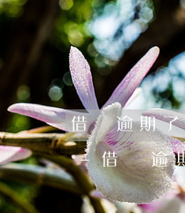 借唄逾期了會(huì)要求你全額還款嗎-借唄逾期了會(huì)要求你全額還款嗎是真的嗎