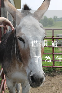 借唄逾期了為什么顯示提前還款-借唄逾期了為什么顯示提前還款了