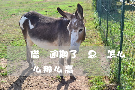 借唄逾期了罰息貴怎么辦(借唄逾期的利息怎么那么高)