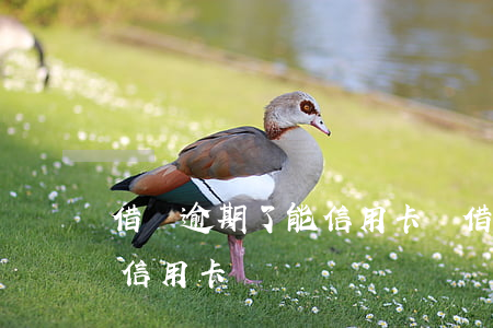 借唄逾期了能信用卡嗎(借唄逾期過還能申請信用卡嗎)