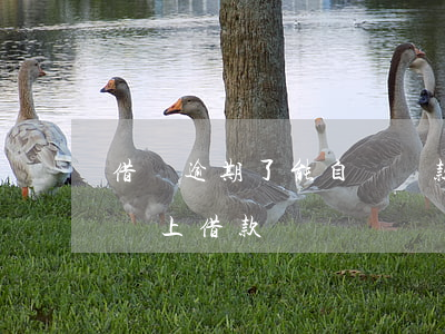 借唄逾期了能自動還款嗎(借唄逾期一天還能馬上借款嗎)