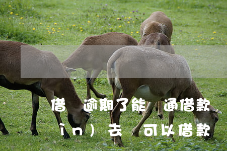 借唄逾期了能開通借款嗎(借唄逾期還進(jìn)去還可以借款嗎?)