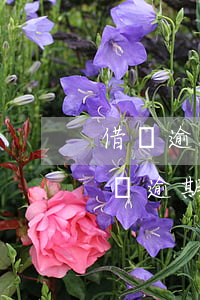 借唄逾期了芝麻信用還能上700分嗎-借唄逾期兩天芝麻信用711可以還了馬上借
