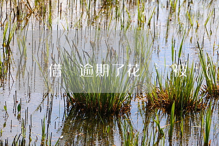 借唄逾期了花唄會被關(guān)閉嗎