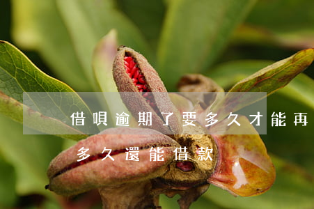 借唄逾期了要多久才能再借(借唄逾期還上后多久還能借款)