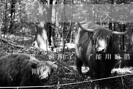 借唄逾期了還了能用嘛(借唄逾期還了還可以用嗎)