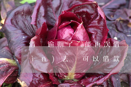 借唄逾期了還能再次借嗎(借唄逾期還進(jìn)去還可以借款嗎?)