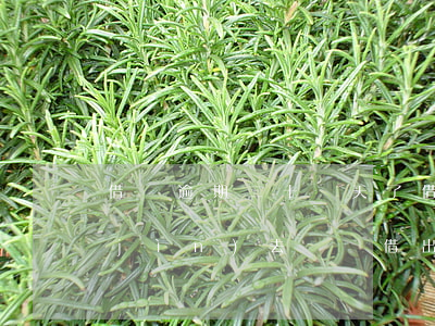 借唄逾期二十幾天了(借唄逾期20天還進(jìn)去還沒借出來嗎?)
