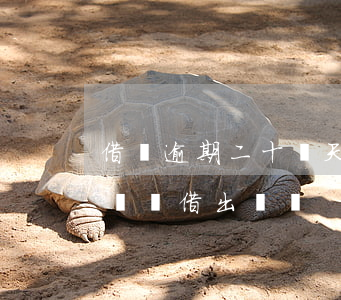 借唄逾期二十幾天了(借唄逾期20天還進去還沒借出來嗎?)