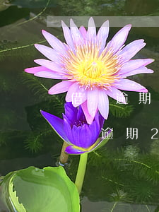 借唄逾期二年怎么協(xié)商還款-借唄逾期2萬可以協(xié)商還款嗎